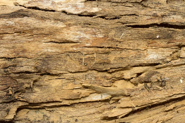 Textura de corteza de árbol — Foto de Stock