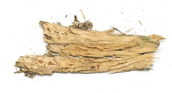Stub log bark med trä textur — Stockfoto