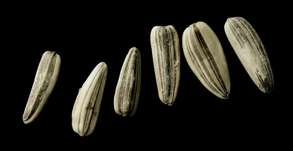 Nasiona słonecznika biały na czarno — Zdjęcie stockowe