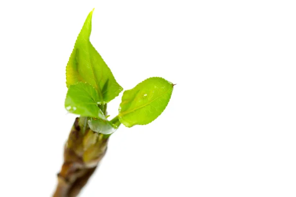 Makro von jungem Laub auf Zweigen — Stockfoto