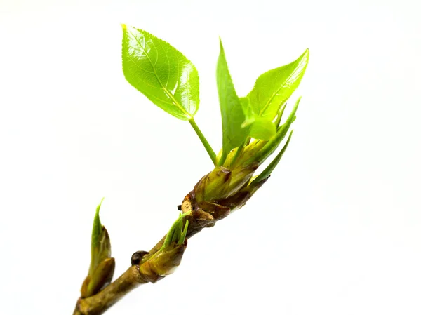 Μακροεντολή από νεαρά φύλλα στο κλαδί — Φωτογραφία Αρχείου