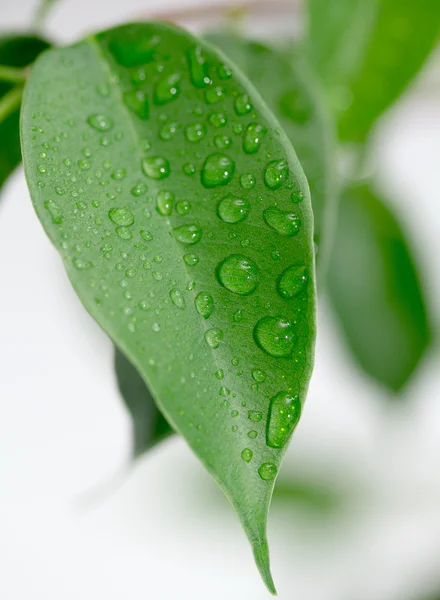 Green leaf with water droplets — Stock Photo, Image