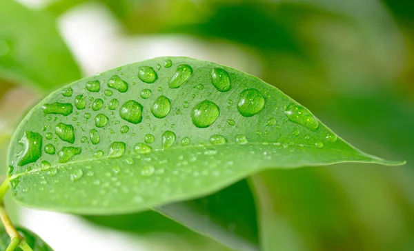 Foglia verde con goccioline d'acqua — Foto Stock