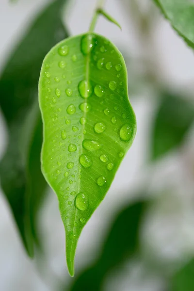 Groen blad met waterdruppels — Stockfoto