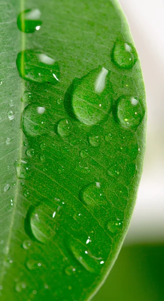 Green leaf with water droplets — Stock Photo, Image