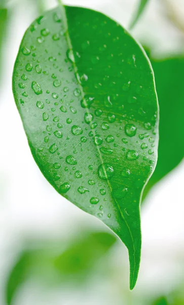 Su damlacıkları ile yeşil yaprak — Stok fotoğraf