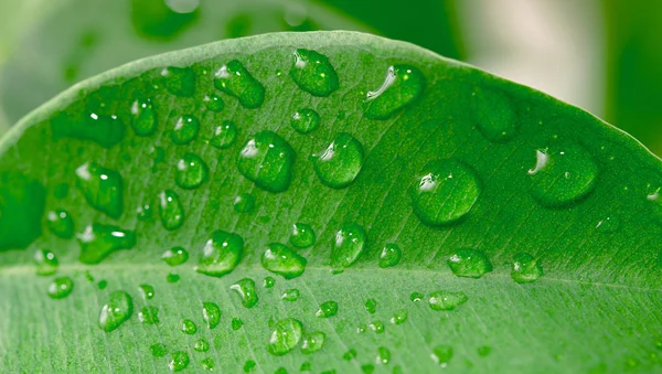 Πράσινο φύλλο με σταγονίδια νερού — Φωτογραφία Αρχείου