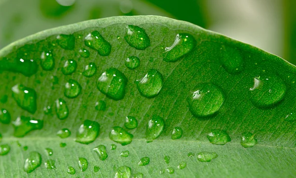 Green leaf with water droplets — Stock Photo, Image