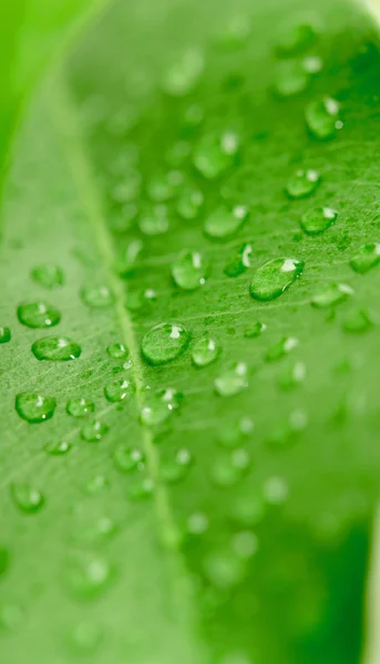 Green leaf with water droplets — Stock Photo, Image