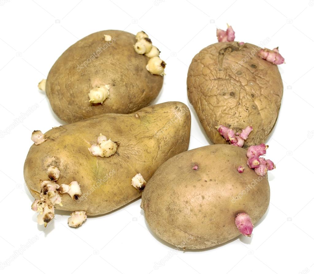 Sprouted potatoes on a white