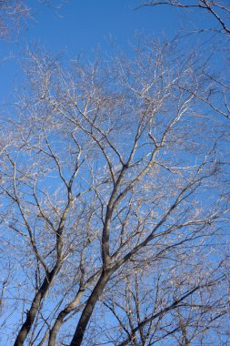 Mavi gökyüzündeki bulutlar