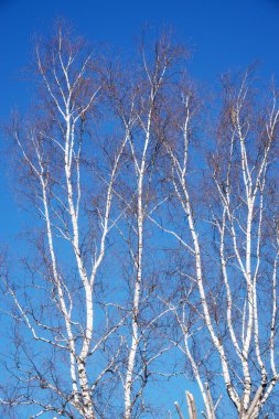 Yapraksız ağaç dalları