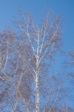 Yapraksız ağaç dalları