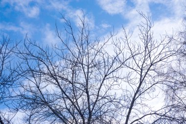 Kuru ağaç dalları