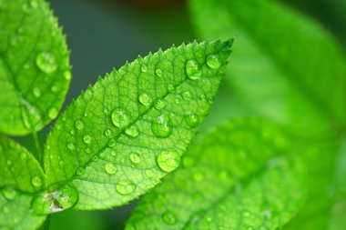 yağmur sonrası bırakır