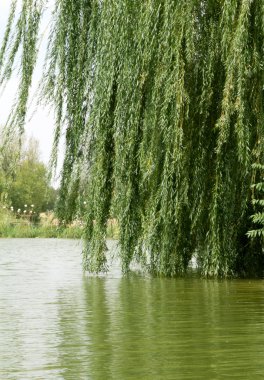 ağaçlar uzun dallar ile