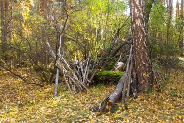 doğa sonbahar manzarası