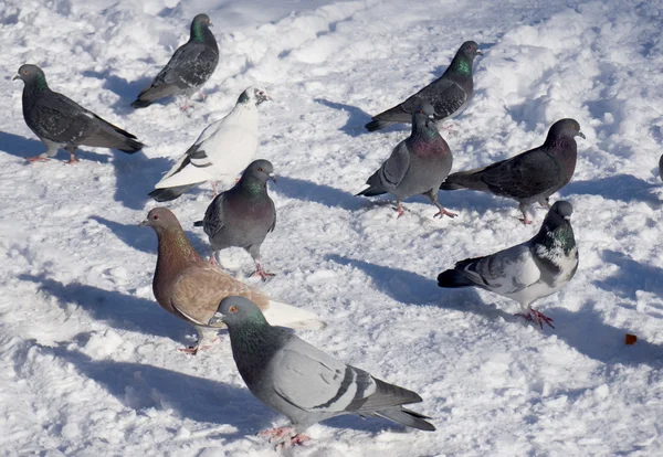Дикие голуби на снегу — стоковое фото