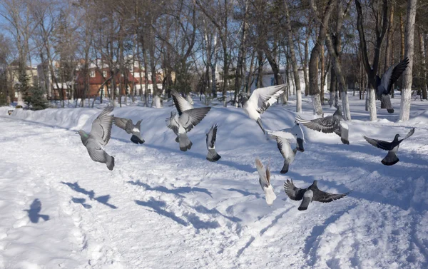 Merpati di sayap pada musim dingin — Stok Foto