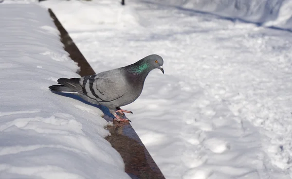 Gray wild dove