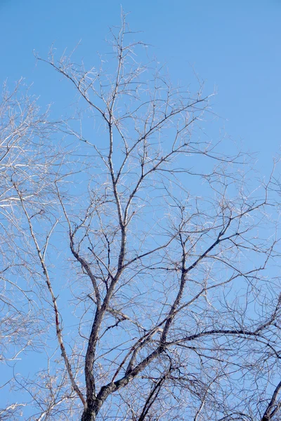 Gałęzie drzew bez liści — Zdjęcie stockowe