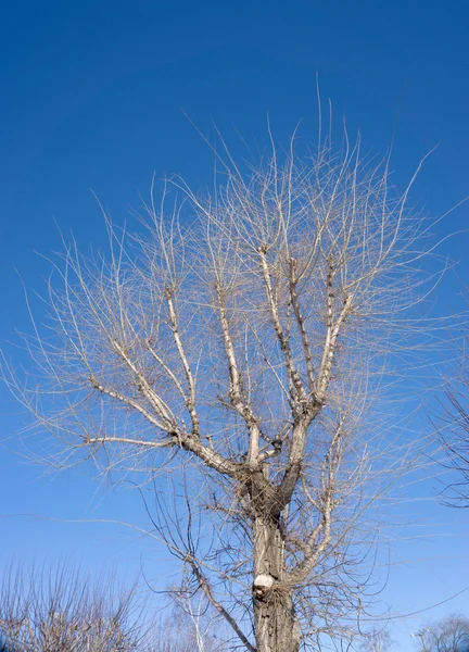 Tree branches without leaves — Stock Photo, Image