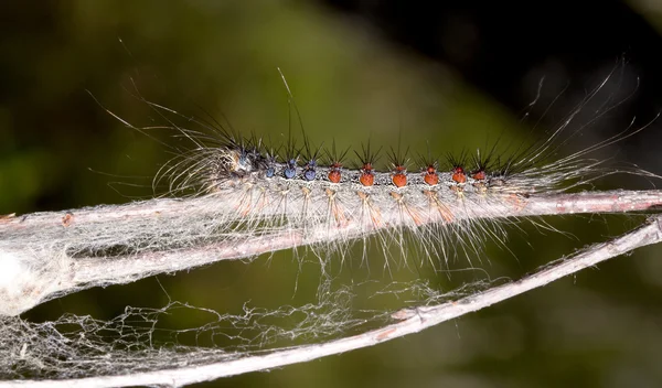 Larv på twig närbild — Stockfoto