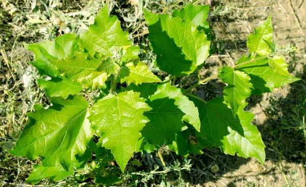 Primavera giovane acero — Foto Stock