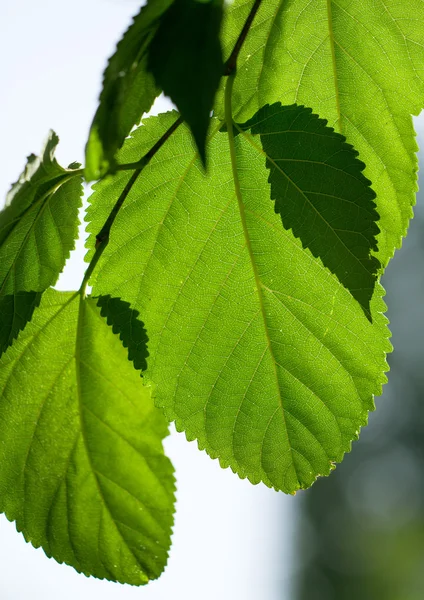 Sole attraverso foglie verdi — Foto Stock