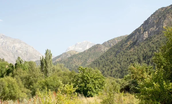 Naturaleza verano paisaje —  Fotos de Stock