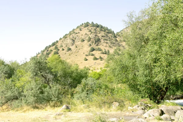 Naturaleza verano paisaje — Foto de Stock