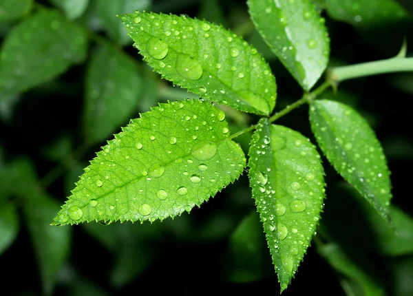 Leaves after rain — Stock Photo, Image