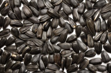 Ayçekirdeği arka planı