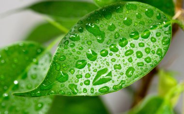 Yaprakların üzerine yağmur damlası