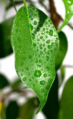 Yaprakların üzerine yağmur damlası