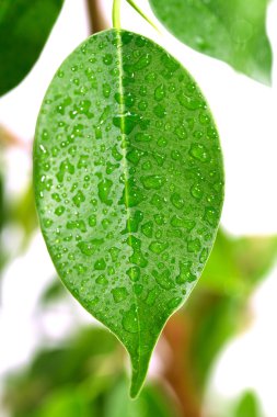 Yaprakların üzerine yağmur damlası