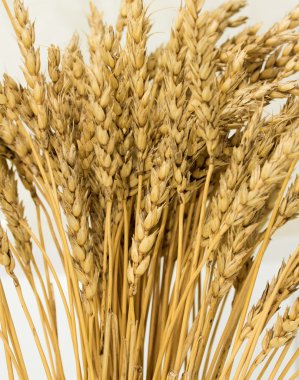 Olgun buğday kulaklar