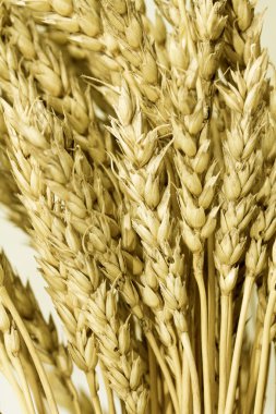 Olgun buğday kulaklar
