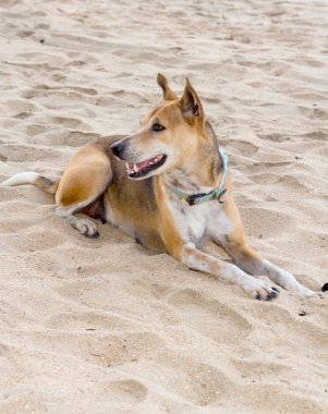 Kırmızı köpek kumdur