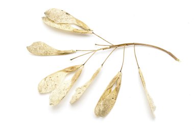 Dry maple seeds clipart