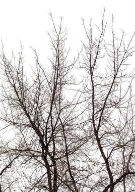 Ağaç dalları, kış