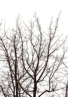 Ağaç dalları, kış