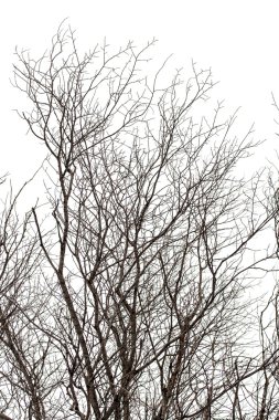 Ağaç dalları, kış