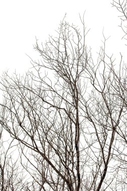 Ağaç dalları, kış