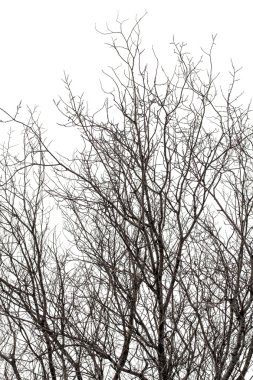 Ağaç dalları, kış