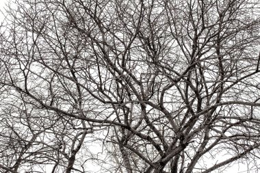 Ağaç dalları, kış