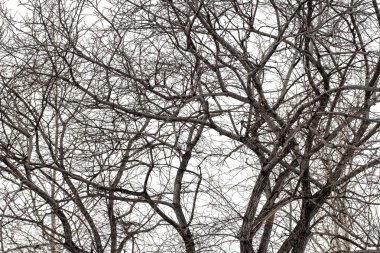 Ağaç dalları, kış