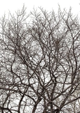 Ağaç dalları, kış