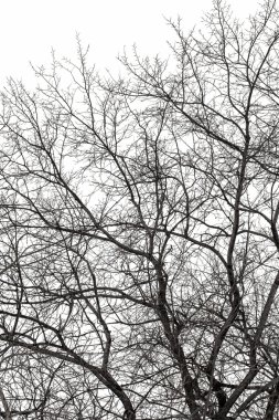 Beyaz ağaç dallarında