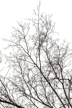 Beyaz ağaç dallarında